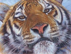 Ravensburger 1000 Piece Puzzle - Bengal Tiger