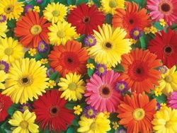 Ravensburger 300 Piece Large Format Puzzle - Delightful Daisies