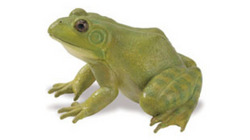 Safari LTD, Incredible Creatures, American Bullfrog