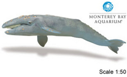 Safari LTD, Monerey Bay Aquarium Collectibles, Gray Whale Adult