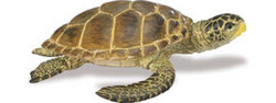 Safari LTD, Wild Safari Sealife, Loggerhead Turtle