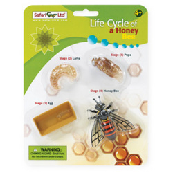 Safari LTD, Safariology, Life Cycle, Life Cycle of a Honey Bee Set