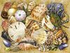 Ravensburger 500 Piece Puzzle - Beautiful Shells