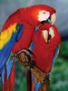 Ravensburger 500 Piece Puzzle - Scarlet Macaw