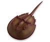 Safari LTD, Incredible Creatures, Horseshoe Crab