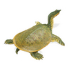 Safari LTD, Incredible Creatures, Soft Shell Turtle