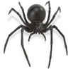 Safari LTD, Hidden Kingdom Insects, Black Widow Spider