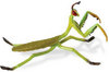 Safari LTD, Hidden Kingdom Insects, Praying Mantis