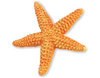 Safari LTD, Wild Safari Sealife, Orange Starfish