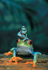 Safari LTD, Educational Posters, Reptiles & Amphibians Posters, Red Eye Tree Frogs Non Laminated Poster