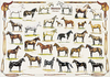 Safari LTD, Horses Posters, Horses Non Laminated Poster