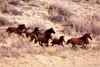 Safari LTD, Horses Posters, Mustangs Running Non Laminated Poster