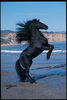 Safari LTD, Horses Posters, Friesian Stallion Non Laminated Poster