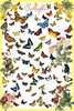 Safari LTD, Animal Posters, Butterflies Non Laminated Poster