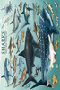 Safari LTD, Animal Posters, Sharks Non Laminated Poster