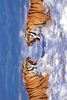 Safari LTD, Animal Posters, Bengal Tigers Roaring Laminated Poster