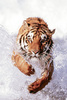 Safari LTD, Animal Posters, Tiger Running Laminated Poster