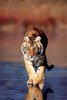 Safari LTD, Animal Posters, Tiger Walking Laminated Poster