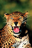 Safari LTD, Animal Posters, Leopard Non Laminated Poster