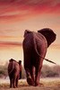 Safari LTD, Animal Posters, Elephant & Calf Non Laminated Poster