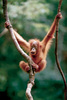 Safari LTD, Animal Posters, Baby Orangutan Non Laminated Poster