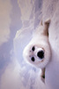 Safari LTD, Animal Posters, Harp Seal Pup Non Laminated Poster