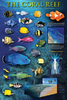 Safari LTD, Animal Posters, The Coral Reef Non Laminated Poster