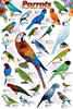 Safari LTD, Animal Posters, Parrots Laminated Poster